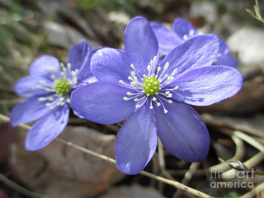 Blue Wood Anemones Photograph by Martin Howard