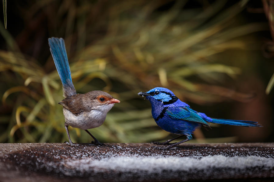Blue Wrens Photograph by Robert Caddy