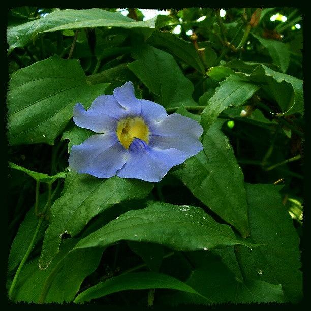 Nature Photograph - #blue #yellow #flower  #color #colour by Juan Parafiniuk