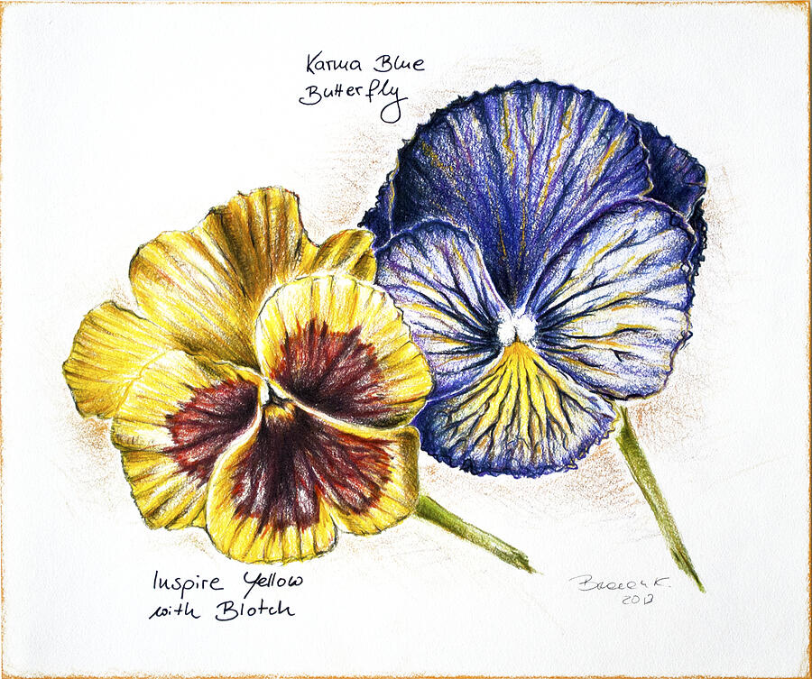 Blue Yellow Pansies Drawing by Katharina Bruenen