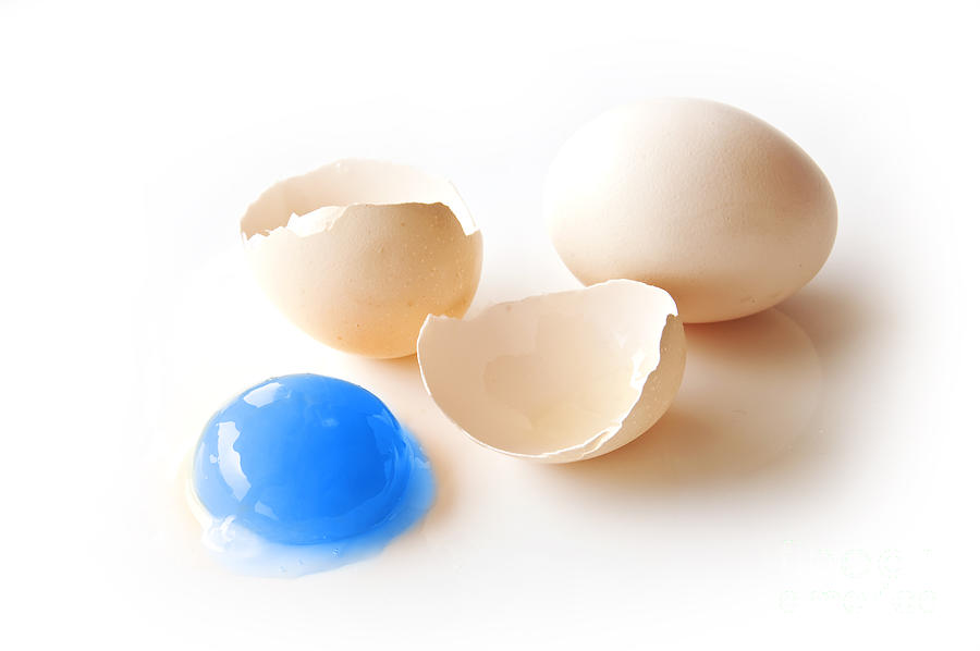 Blue yolk egg Photograph by Delphimages Photo Creations