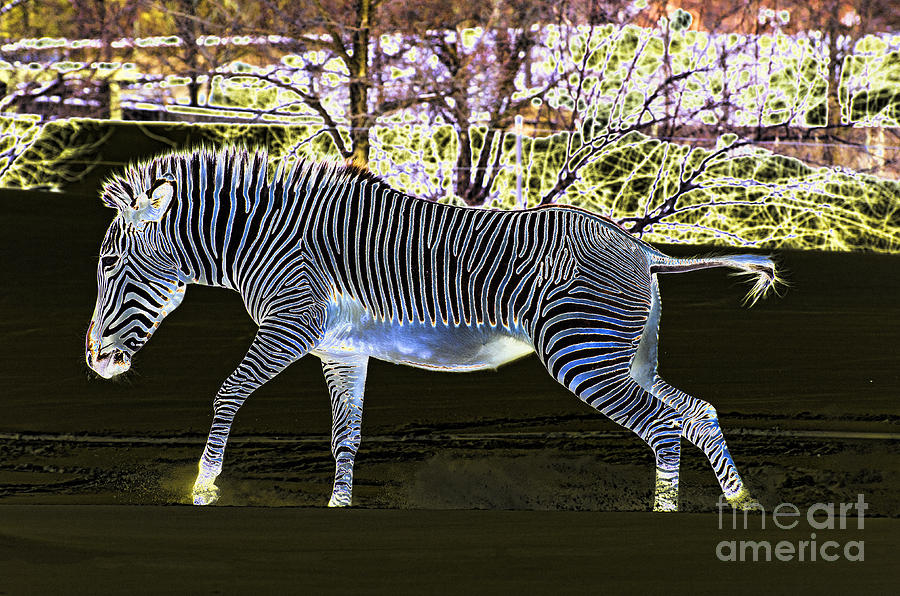 Zebra Photograph - Blue Zebra by Les Palenik
