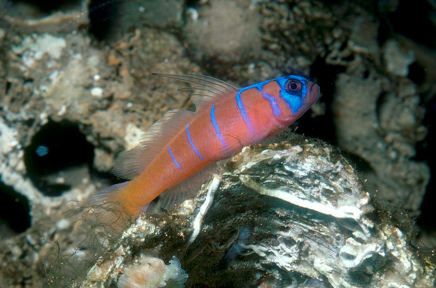 Bluebanded Goby Photograph by William E. Townsend, Jr.