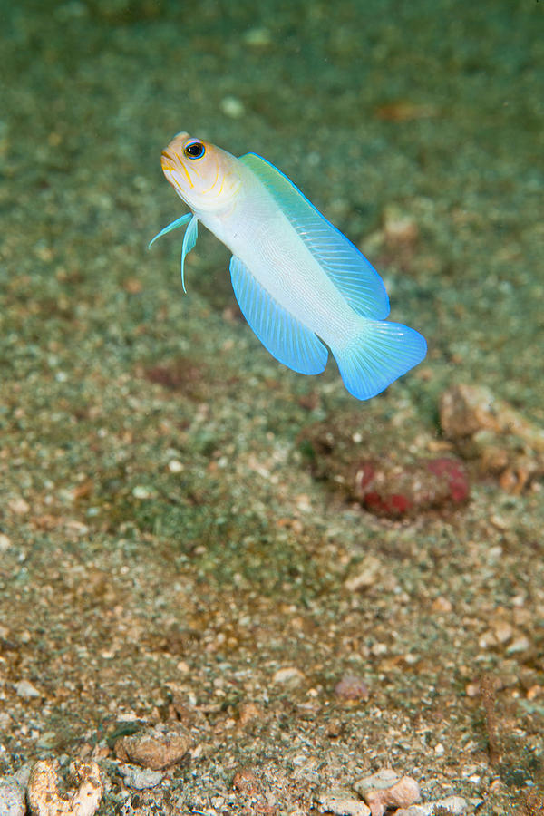 Bluebar Jawfish Photograph by Andrew J. Martinez