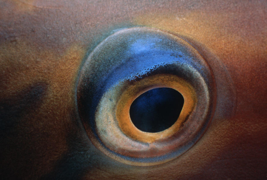 Fish Photograph - Bluebarred Parrotfish by Jeffrey Rotman