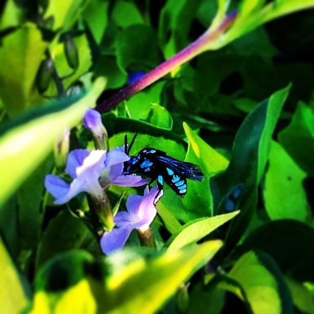 Nature Photograph - #blue_bee by Stealth One