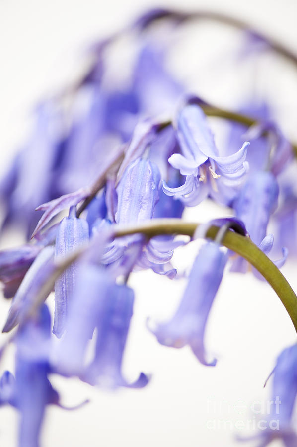 Up Movie Photograph - Bluebell Abstract II by Anne Gilbert