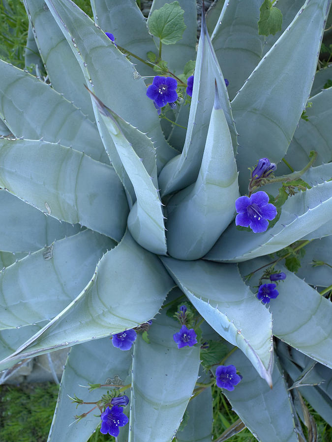 Bluebell And Agave  North America Photograph by Tim Fitzharris