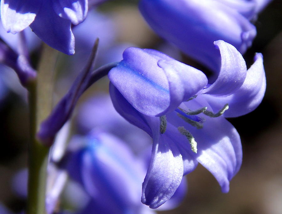 Nature Photograph - Bluebell beauty by Chris Cox