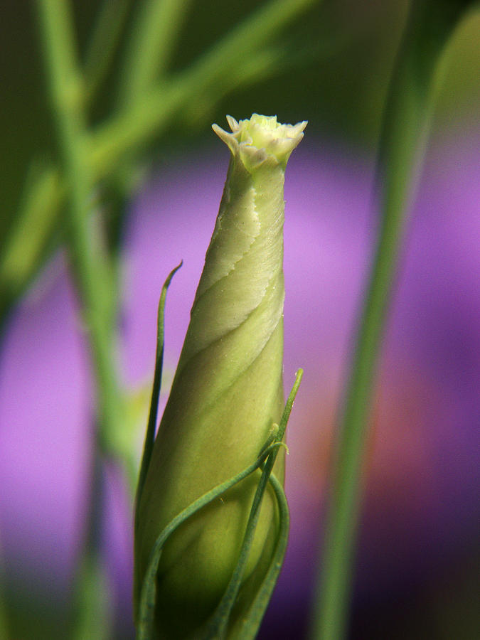 Bluebell Bud About to Unroll Photograph by Steven Schwartzman