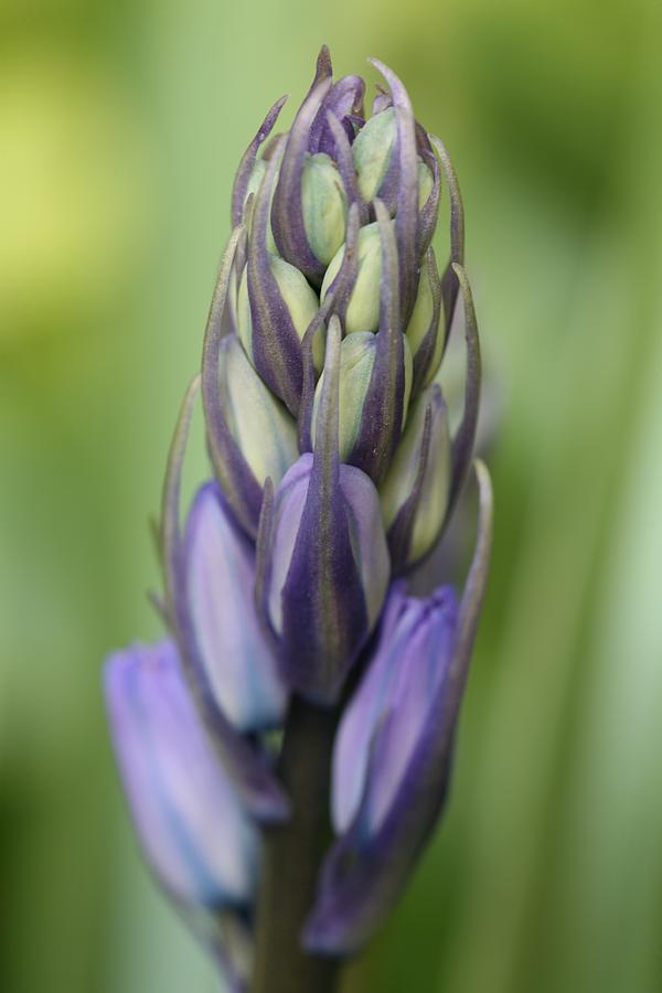 Flower Photograph - Bluebell Buds by Mark Severn