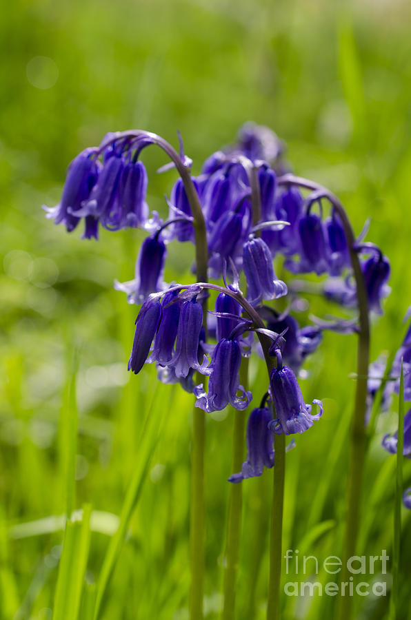 Bluebell cluster Photograph by Steev Stamford