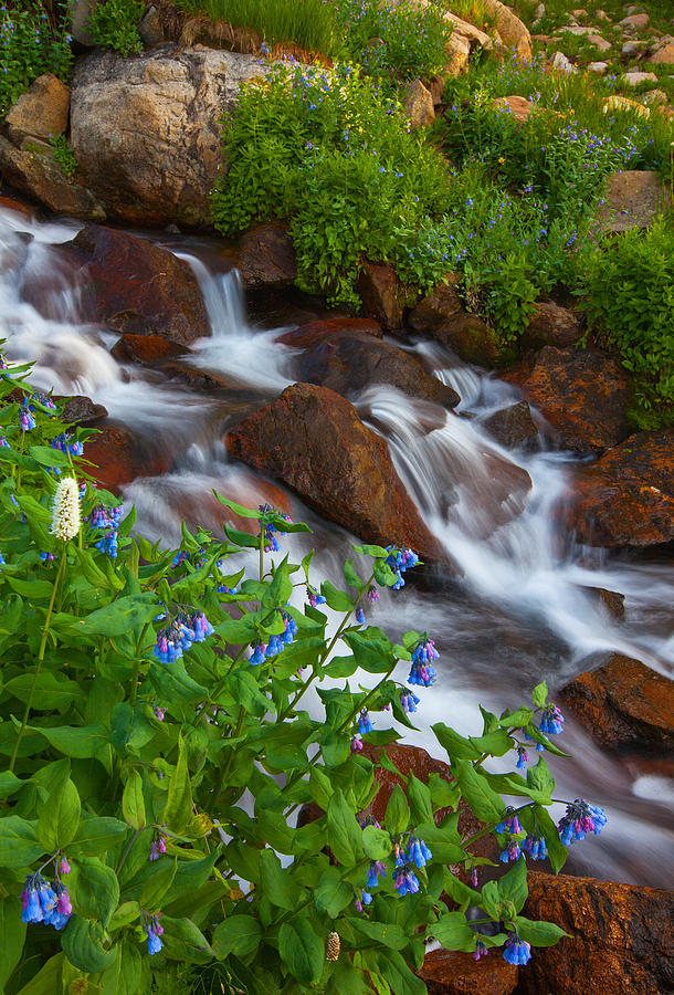 Bluebell Creek Photograph by Darren White