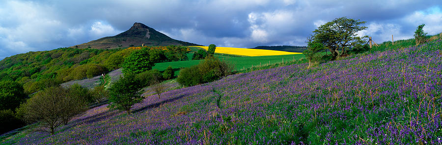 Bluebell Flowers In A Field, Cleveland Photograph by Panoramic Images