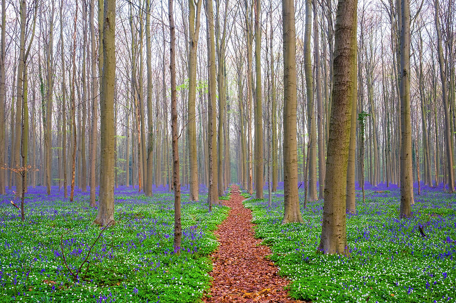 Nature Photograph - Bluebell Flowers In Hardwood Beech by Jason Langley