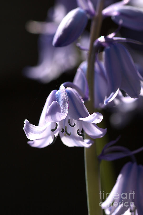 Asparagus Photograph - Bluebell Flowers by Joy Watson