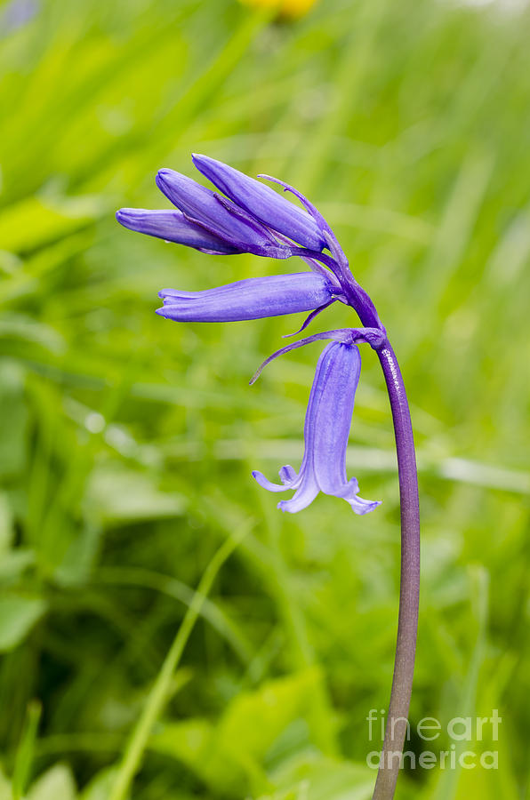 Bluebell flowers. Photograph by Steev Stamford