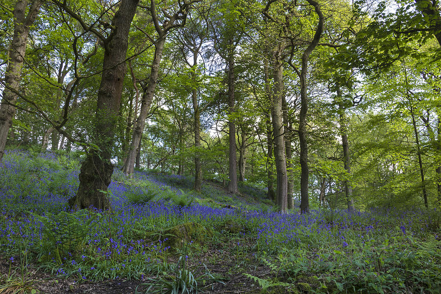 Bluebell forest Photograph by Chris Smith