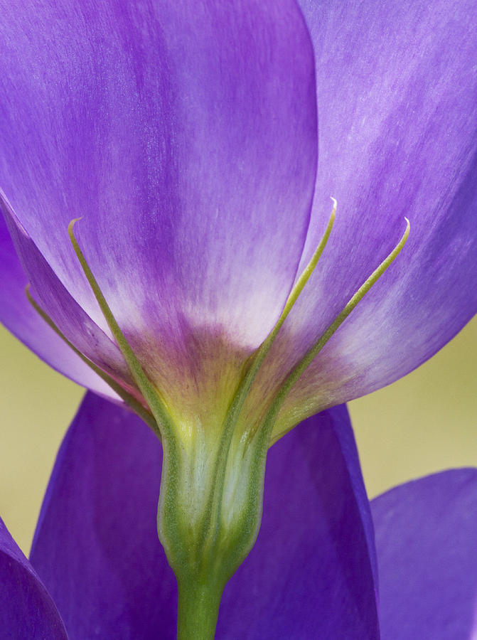 Bluebell Gentian Flower Photograph by Steven Schwartzman