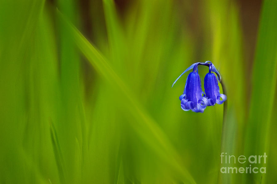 Flower Photograph - Bluebell by Janet Burdon