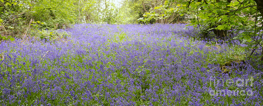 Bluebell panoramic Photograph by Steev Stamford