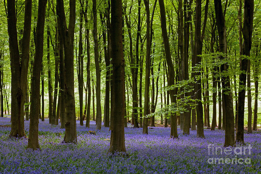 Flower Photograph - Bluebell patch by Richard Thomas