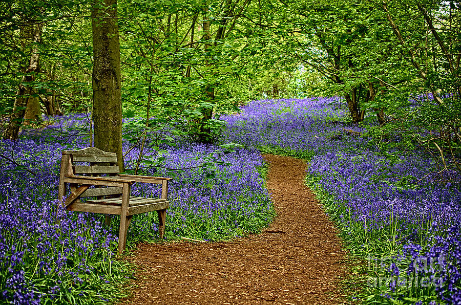Nature Photograph - Bluebell path by Steev Stamford