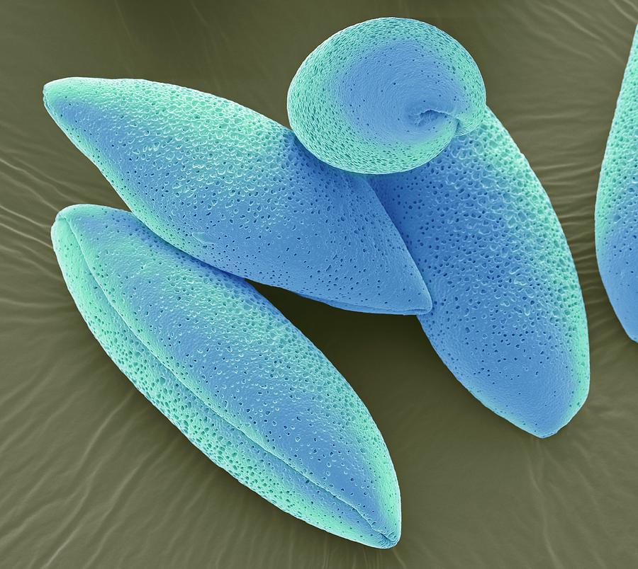 Bluebell Pollen Grains Photograph by Steve Gschmeissner
