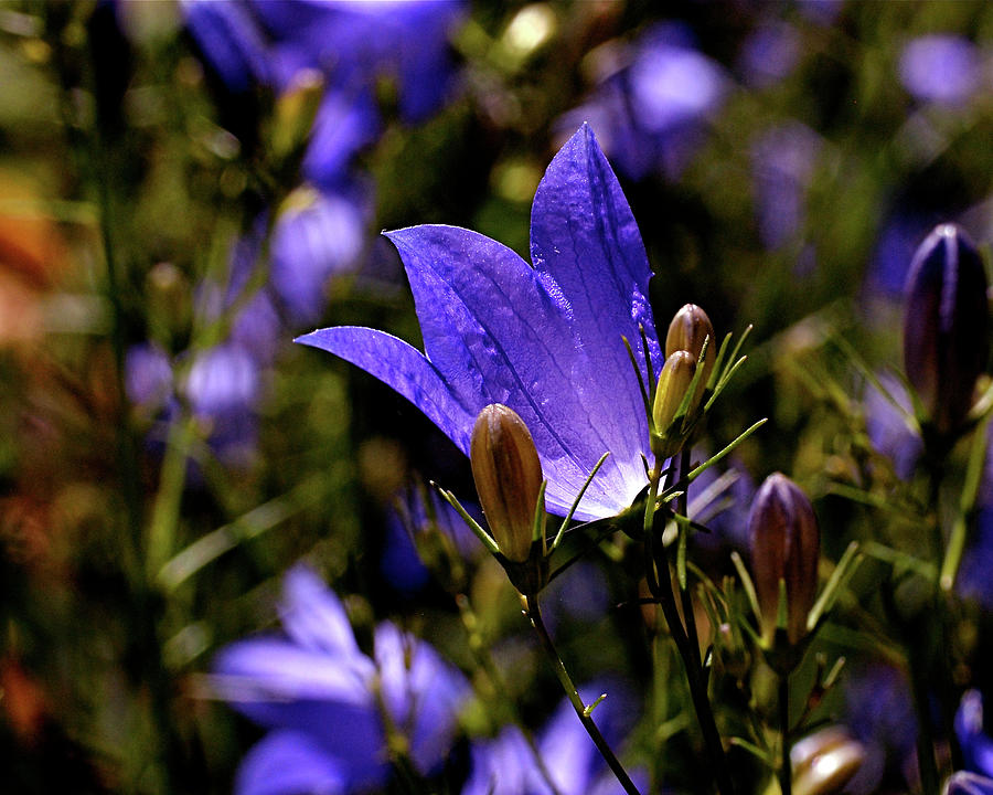 Spring Photograph - Bluebell by Rona Black