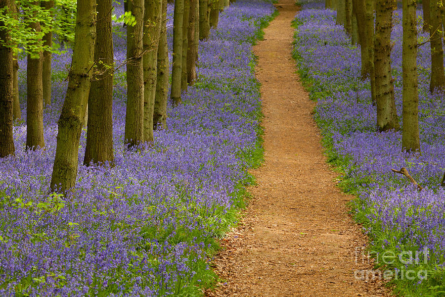 Bluebell Trail Photograph by Michael Hudson - Fine Art America