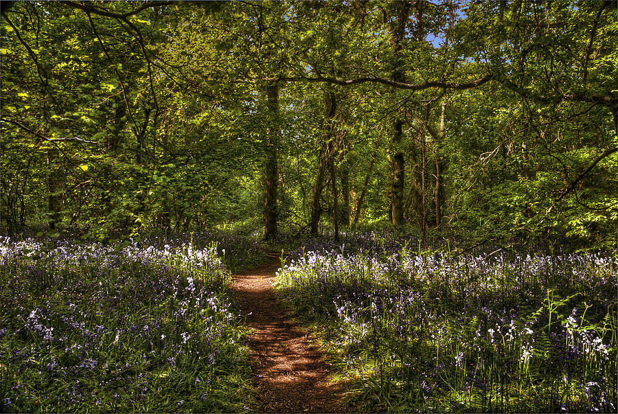 Bluebell Walk Photograph by Chris Sutton - Fine Art America