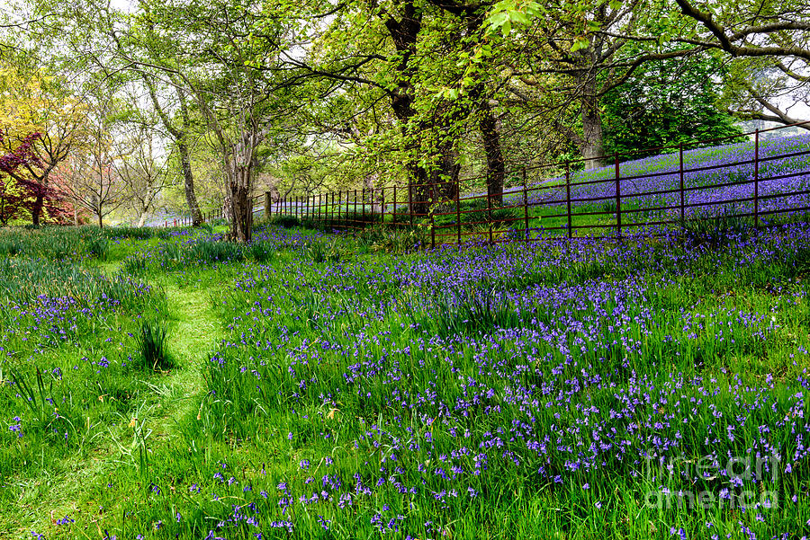 Bluebell Way Photograph by Adrian Evans
