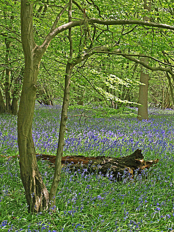 Bluebell Wood 1 Photograph by Gill Billington