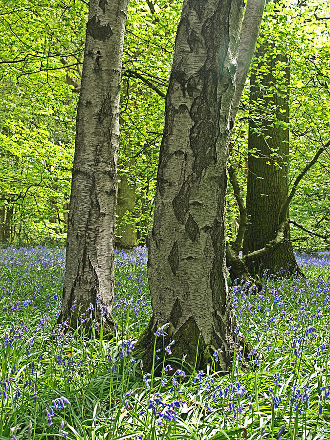 Spring Photograph - Bluebell Wood 2 by Gill Billington