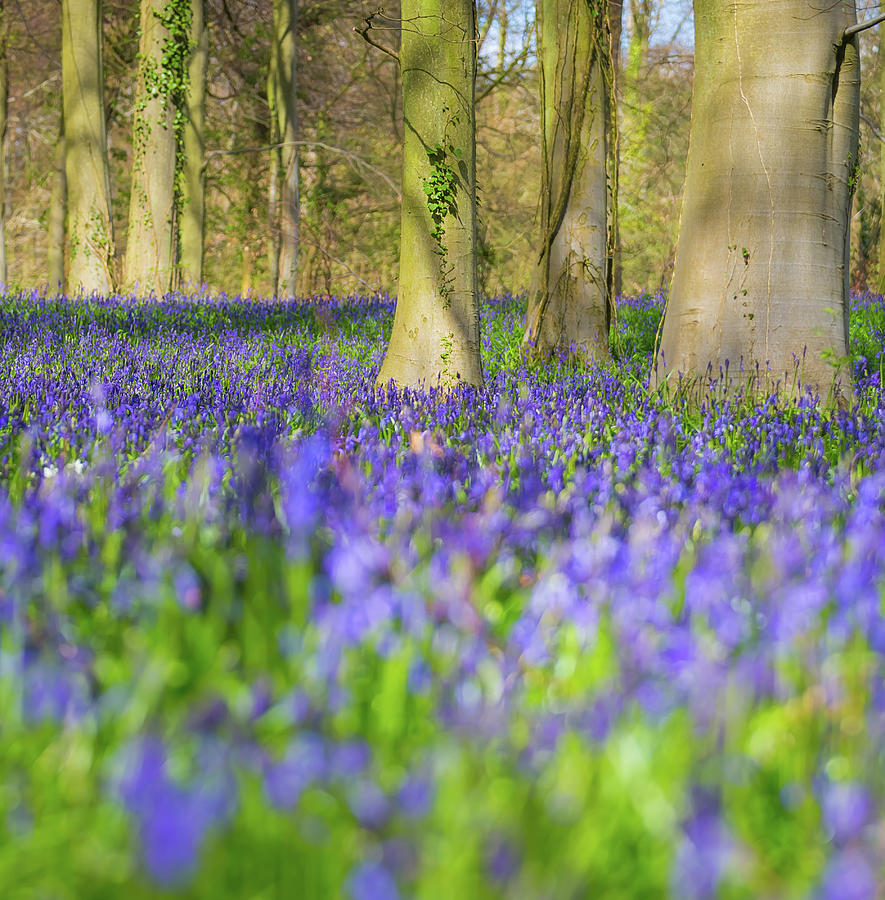 Bluebell Wood Photograph by Andrew Thomas