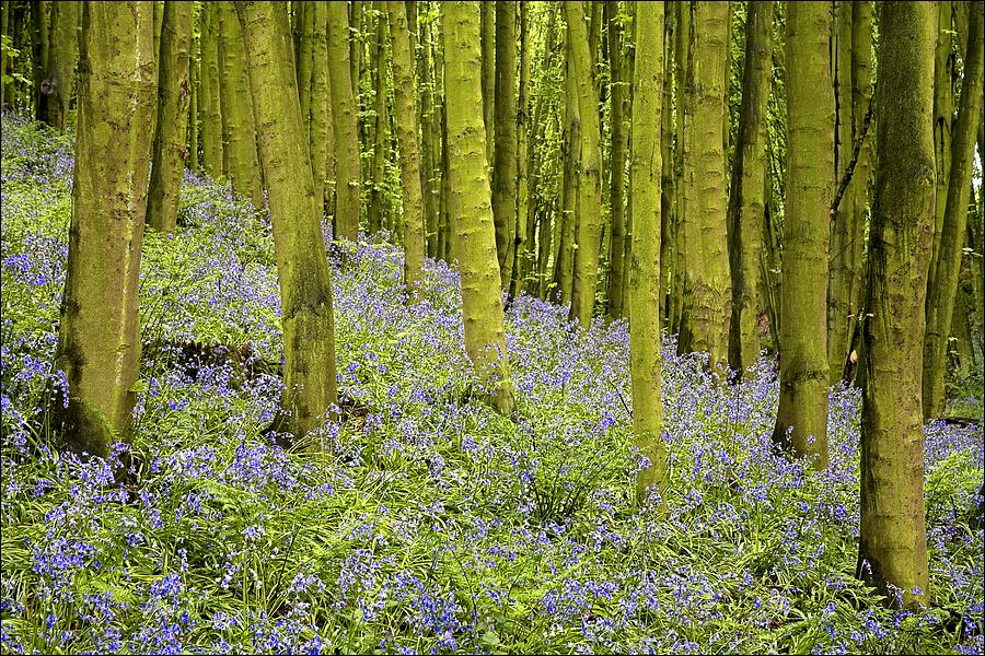 Flower Photograph - Bluebell Wood Impression by Chris Upton