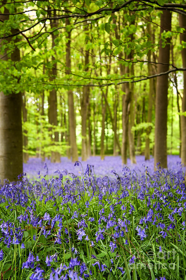 Spring Photograph - Bluebell wood by Jane Rix
