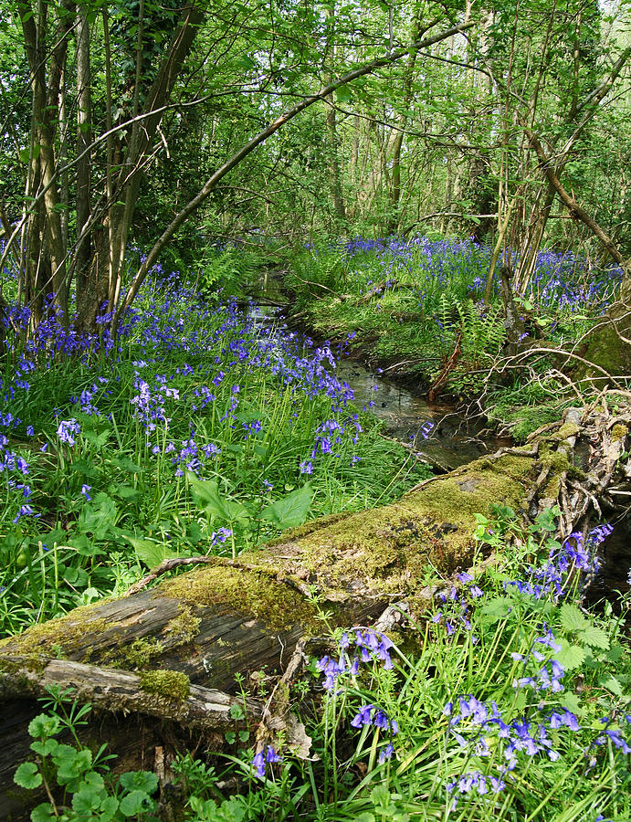 Bluebell Wood Photograph by John Topman
