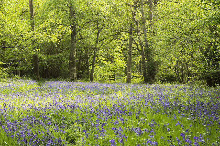 Flower Photograph - Bluebell wood by Jordan Browning