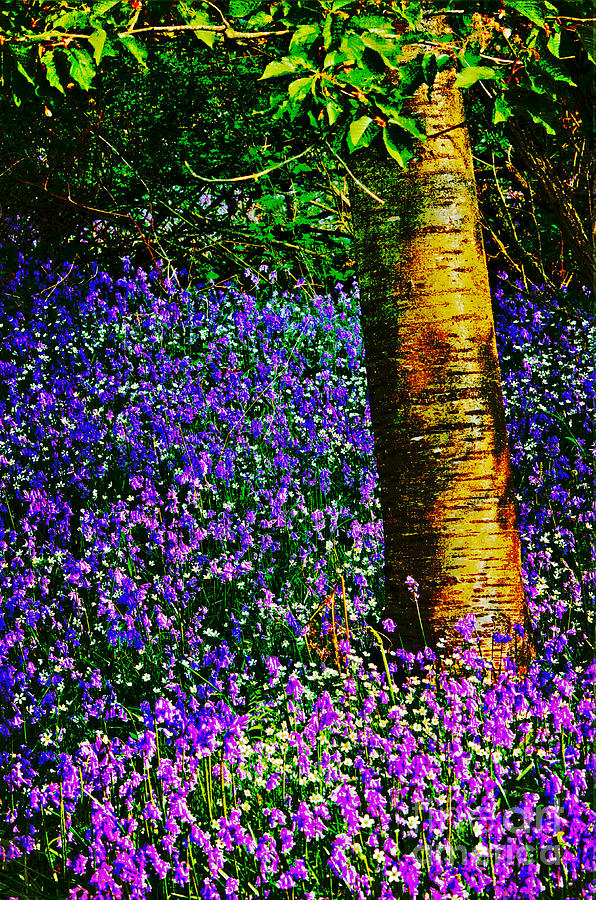 Bluebell Wood Photograph by Martyn Arnold