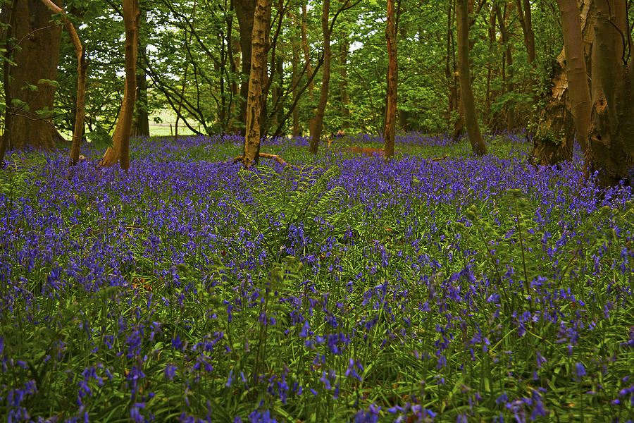 Bluebell Wood Photograph by Paul Scoullar