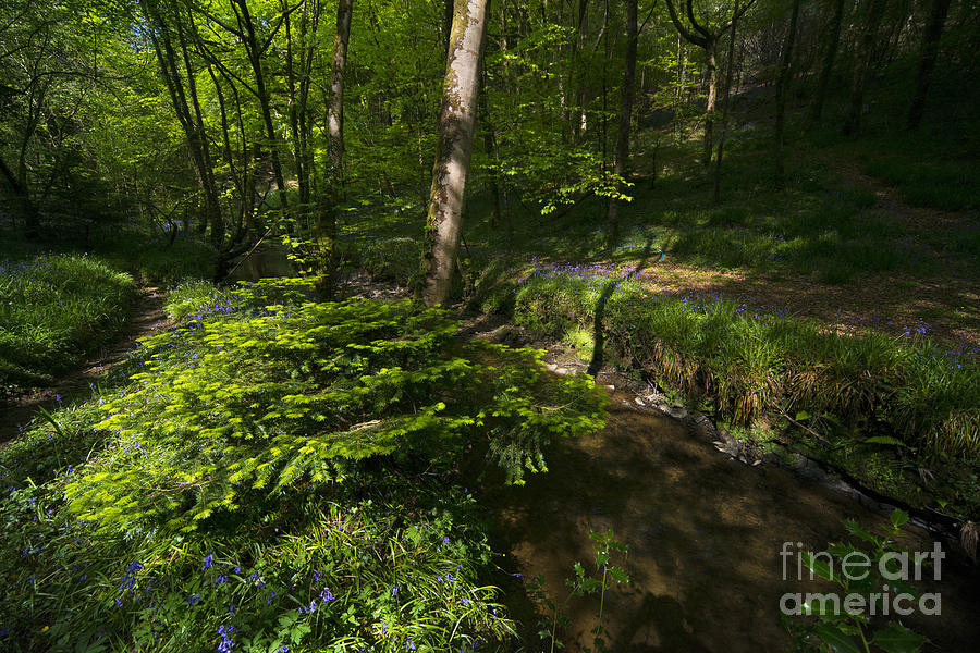 Flower Photograph - Bluebell Wood by Rob Hawkins