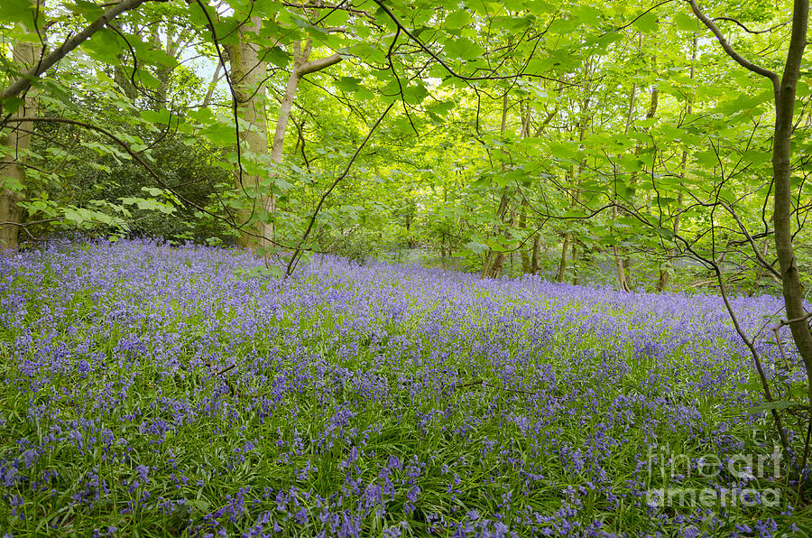 Bluebell wood Photograph by Steev Stamford