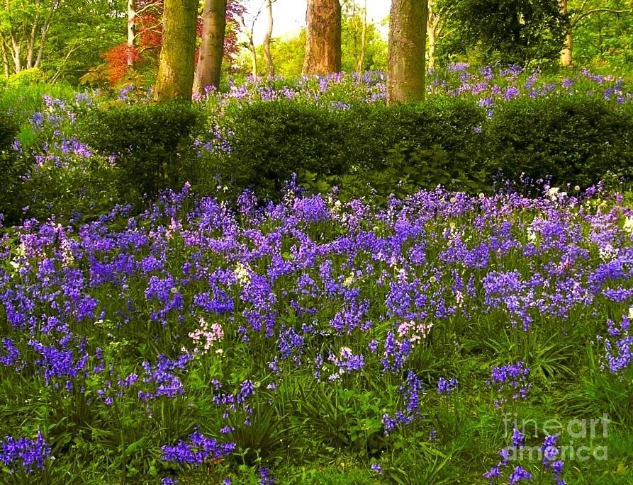 Bluebell Woodland 2 Photograph by Joan-Violet Stretch