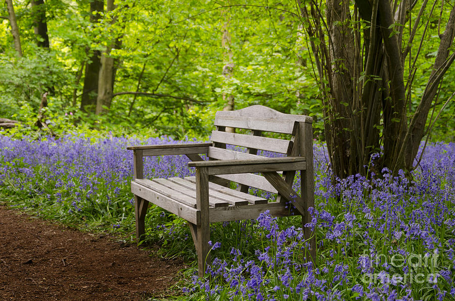 Bluebell woodland seat Photograph by Steev Stamford