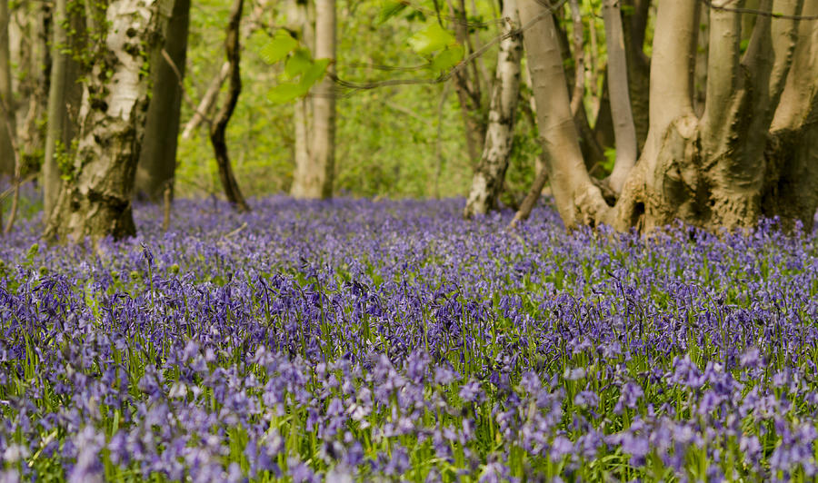 Bluebell Woods Photograph by Spikey Mouse Photography