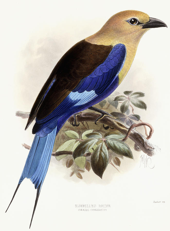 Bird Painting - Bluebellied Roller by Johan Gerard Keulemans