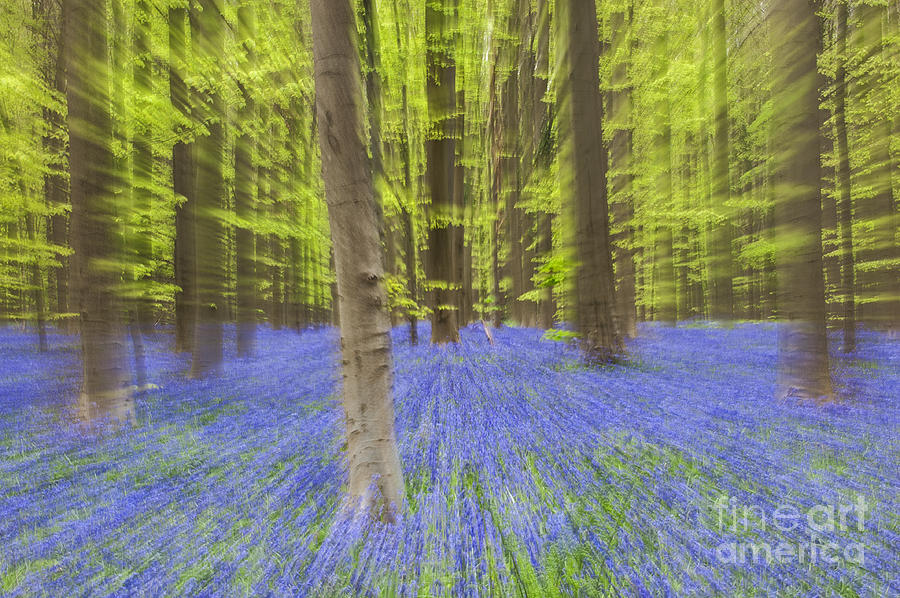 Bluebells Abstract Photograph by Arterra Picture Library