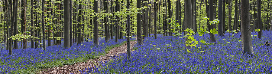 Bluebells in Beech Forest Photograph by Arterra Picture Library
