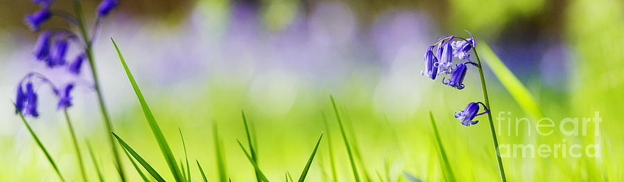 Bluebells Abstract Panoramic Photograph by Tim Gainey